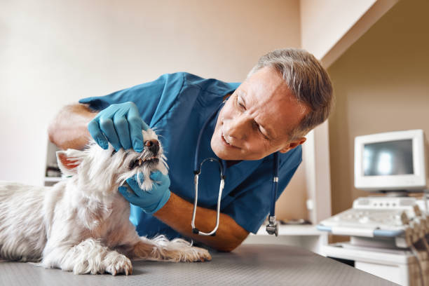Best 24-Hour Emergency Dental Care in Jerome, IL